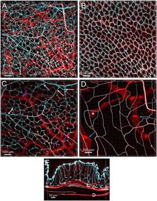 Vasculature in the mouse colon and spatial relationships with the enteric nervous system, glia, and immune cells